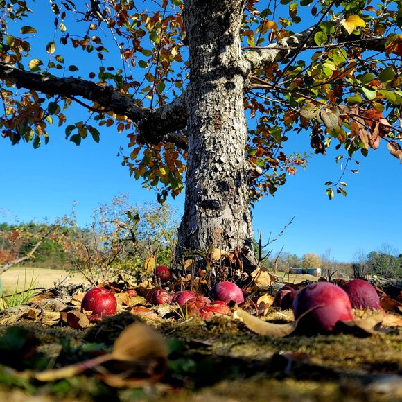 Meet your Posher, Maci - Picture 4 of 11